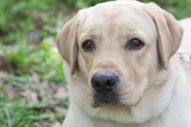 Welpe Labrador, der im Wald stillsteht