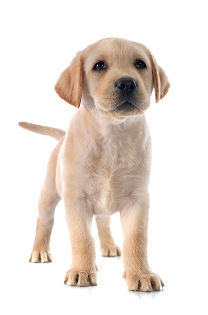 Welpe Labrador Retriever