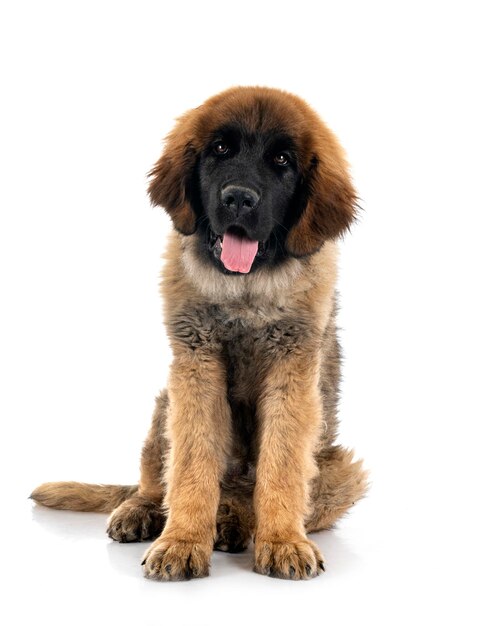 Welpe Leonberger im Studio