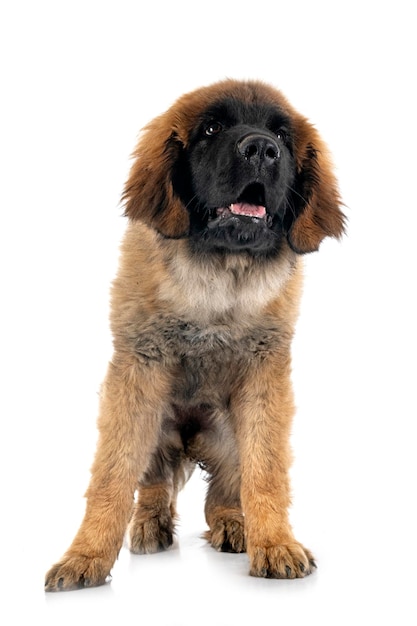 Welpe Leonberger im Studio