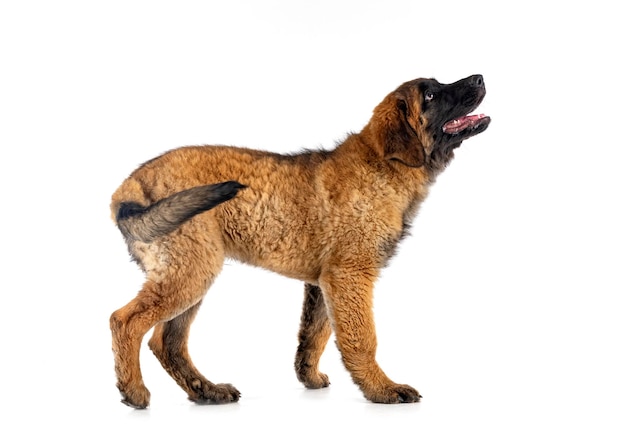 Welpe Leonberger im Studio