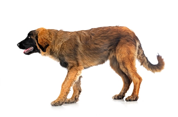 Welpe Leonberger im Studio