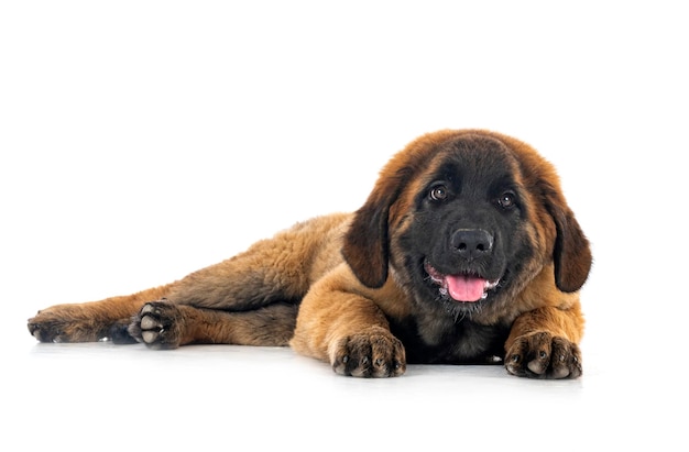 Welpe Leonberger im Studio