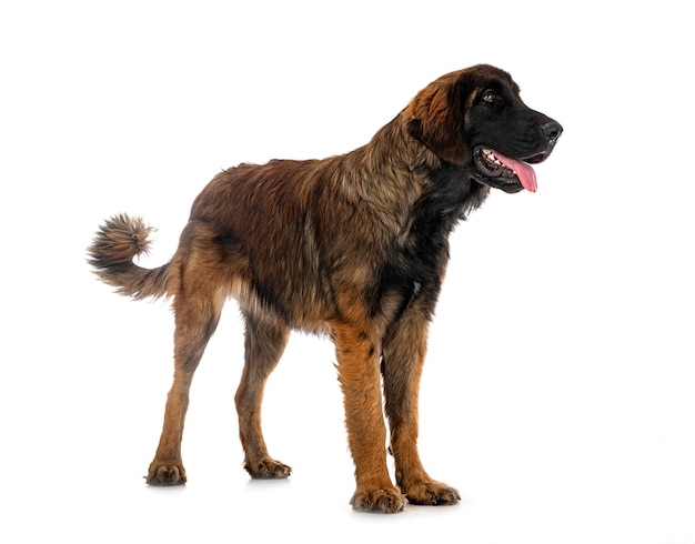 Welpe Leonberger im Studio