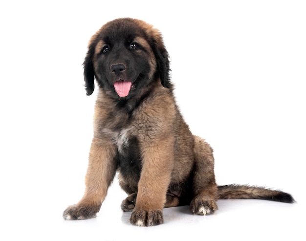 Welpe Leonberger im Studio