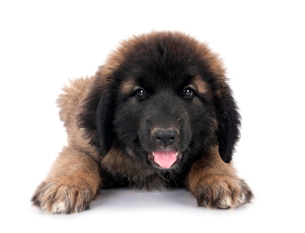 Welpe Leonberger im Studio