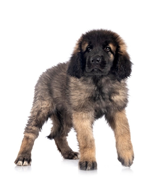 Welpe Leonberger isoliert