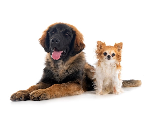 Welpe Leonberger und Chihuahua im Studio