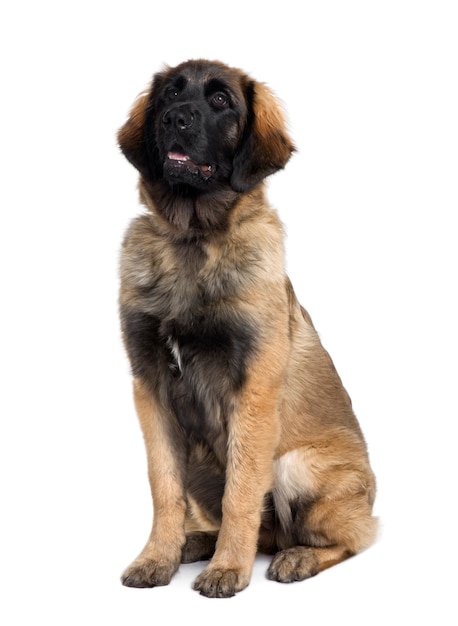 Welpe Leonberger