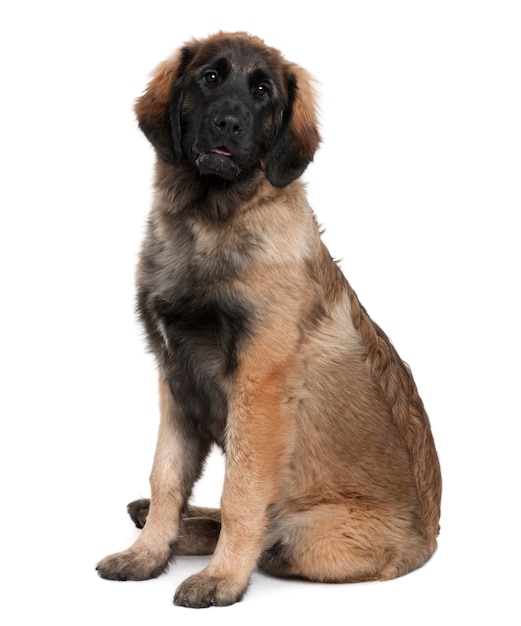 Welpe Leonberger