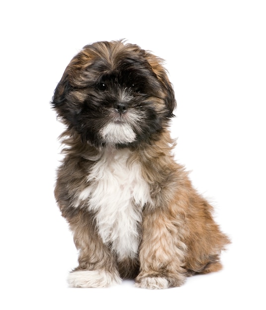 Welpe Lhasa Apso mit 3 Monaten.