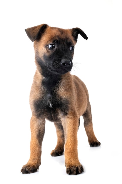 Welpe Malinois im Studio