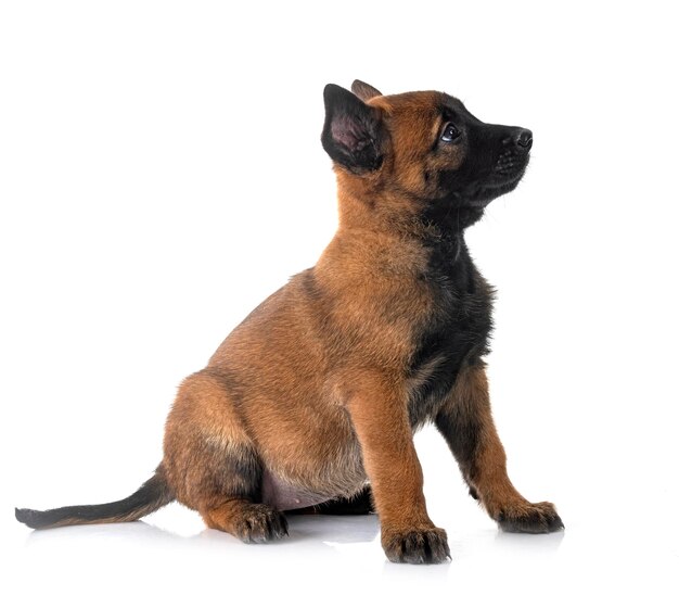 Welpe Malinois im Studio