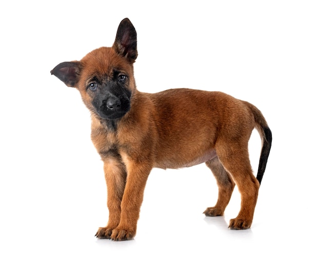 Welpe Malinois im Studio