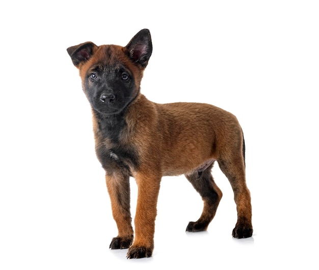 Welpe Malinois im Studio