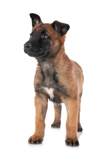 Welpe Malinois im Studio