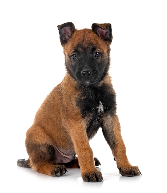 Welpe Malinois und Katze