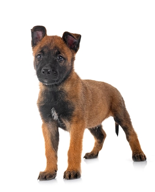 Welpe Malinois und Katze