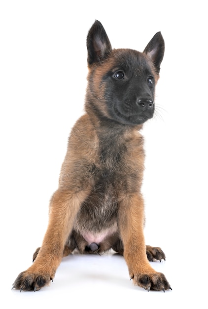 Welpe Malinois