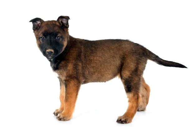 Welpe Malinois