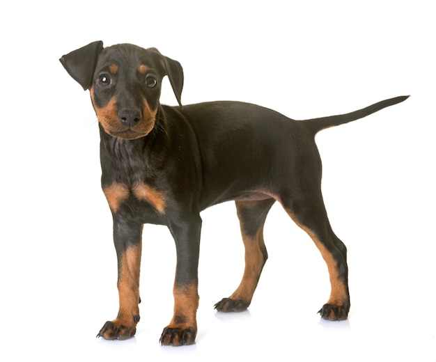 Welpe Manchester Terrier