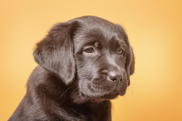 Welpe Nahaufnahme Makrofoto von Labrador Retriever Rasse Hund auf gelbem Hintergrund