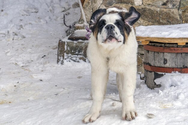 Welpe neugeborener Bernhardiner-Hund