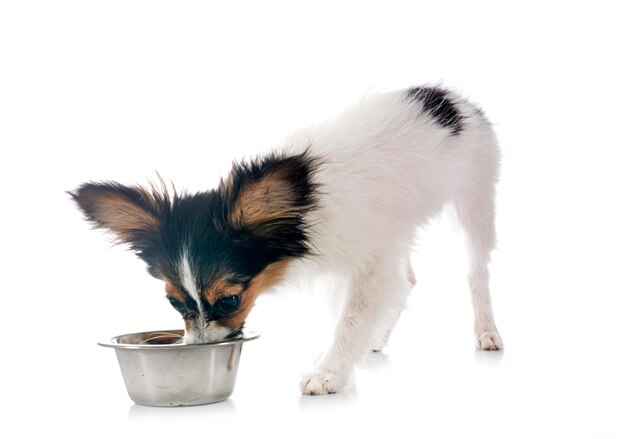 Welpe Papillon Hund frisst vor weißem Hintergrund