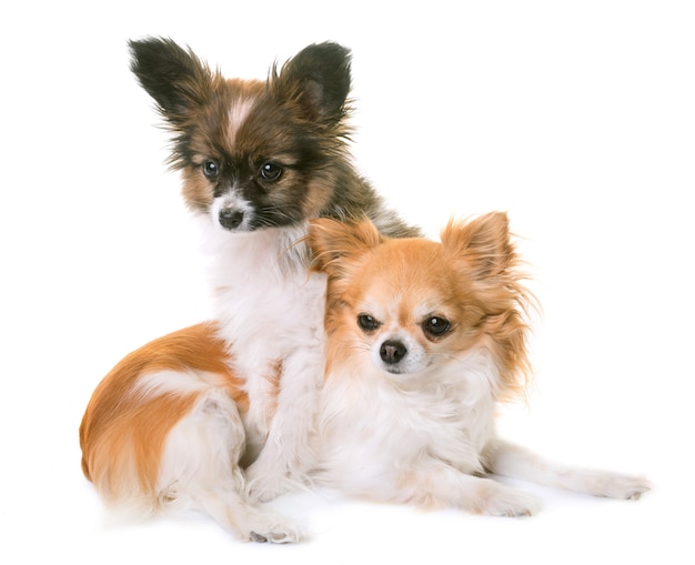 Welpe Pappillon Hund und Chihuahua