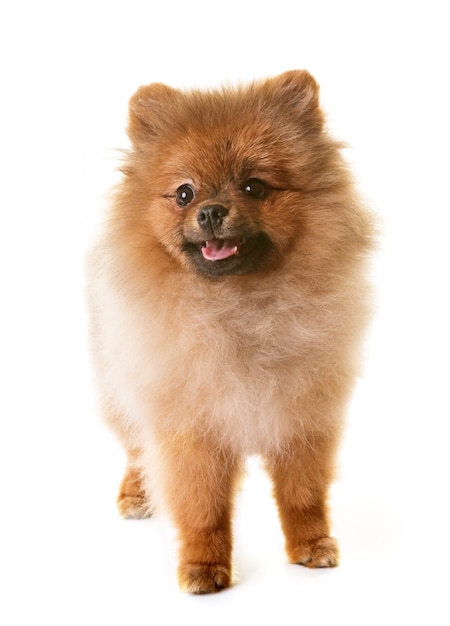 Welpe Pomeranian Hund