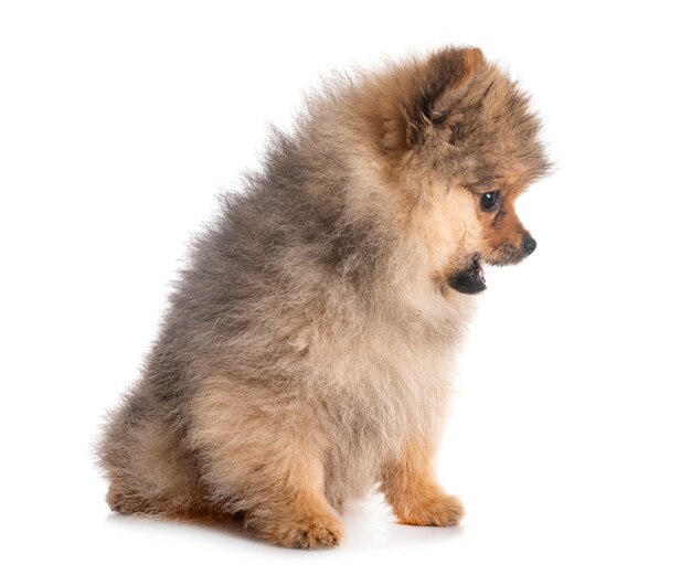 Welpe Pomeranian im Studio