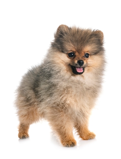 Welpe Pomeranian im Studio