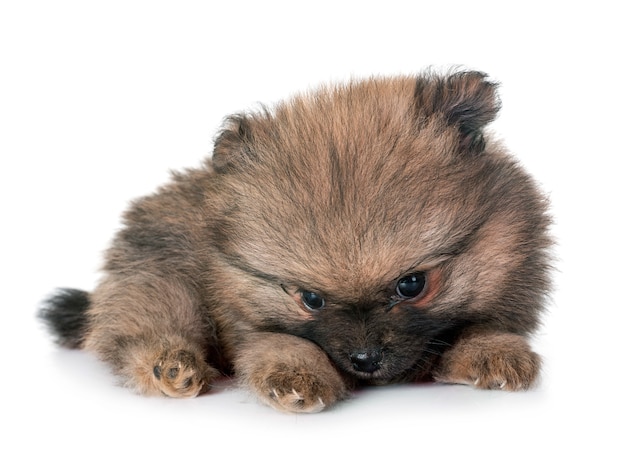 Welpe Pomeranian im Studio