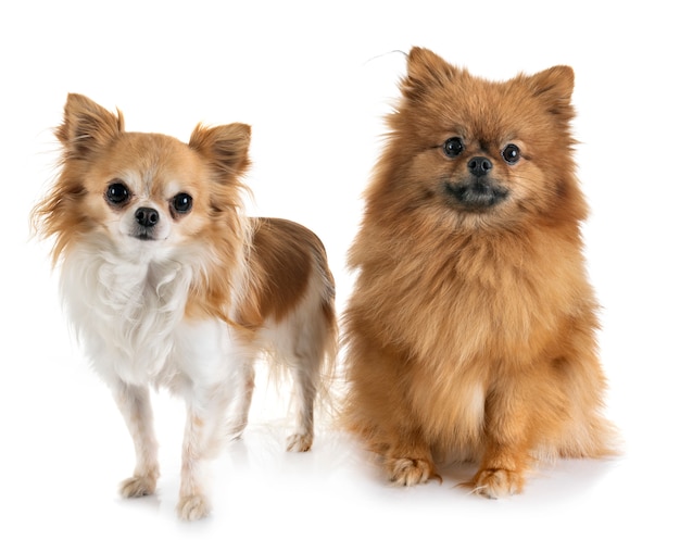 Welpe Pomeranian und Chihuahua