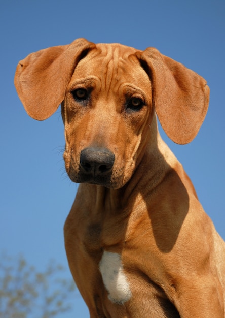 Welpe Rhodesian Ridgeback