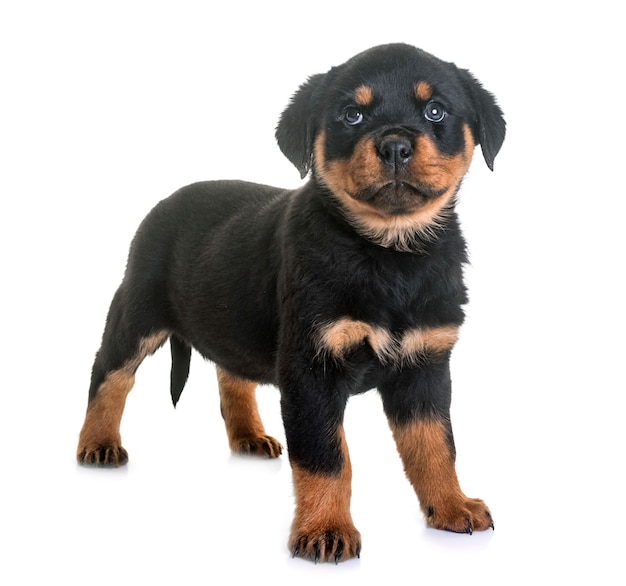 Welpe Rottweiler im Studio
