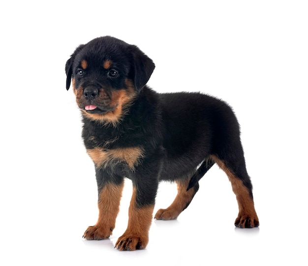 Welpe Rottweiler im Studio