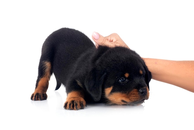 Welpe Rottweiler im Studio