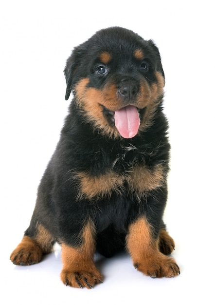 Welpe Rottweiler im Studio