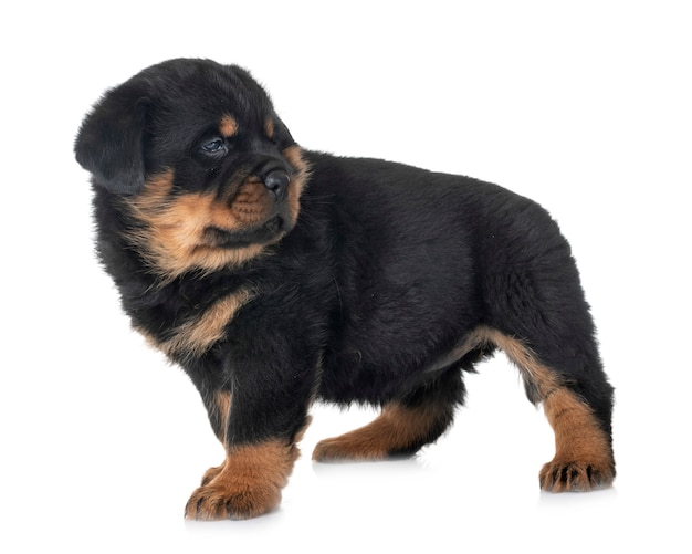 Welpe Rottweiler im Studio