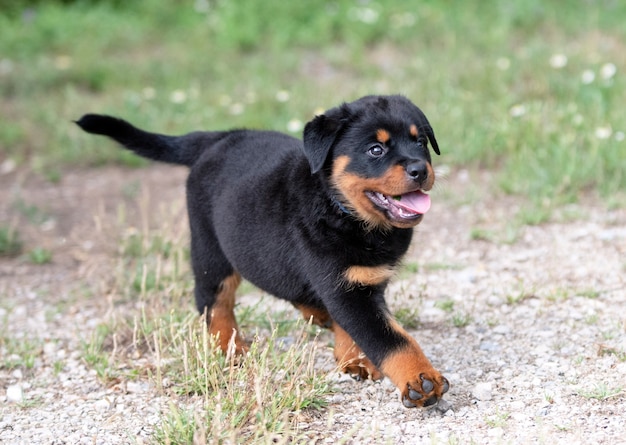 Welpe Rottweiler läuft im Sommer im Garten