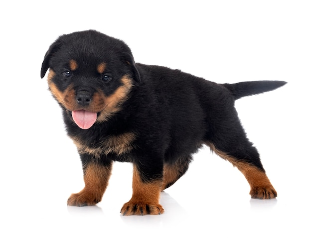 Welpe Rottweiler vor weißem Hintergrund