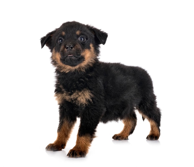 Welpe Rottweiler vor weißem Hintergrund