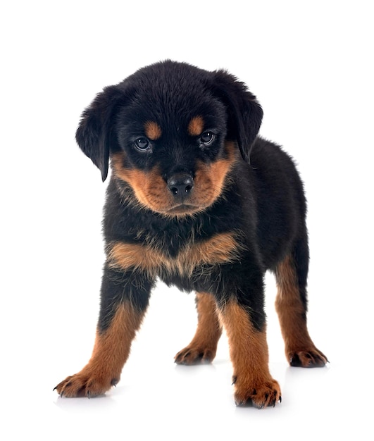 Welpe Rottweiler vor weißem Hintergrund