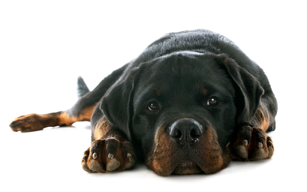 Welpe Rottweiler