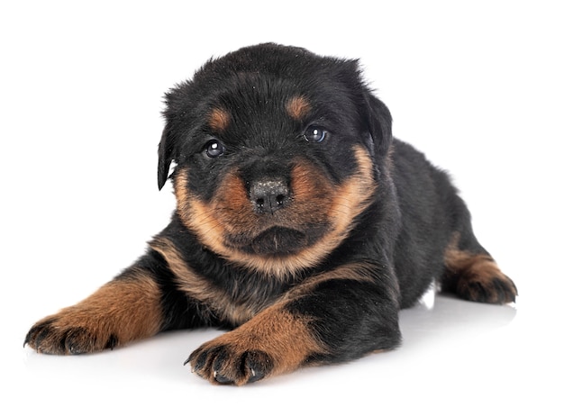 Welpe Rottweiler