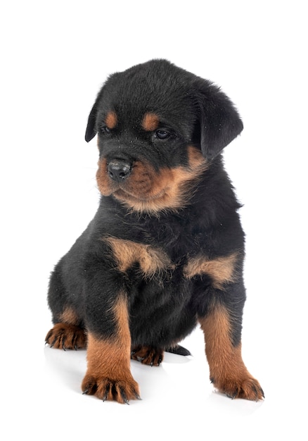 Welpe Rottweiler