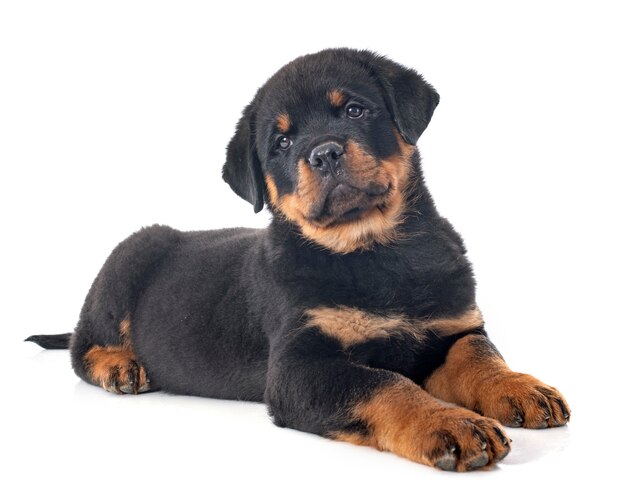 Welpe Rottweiler