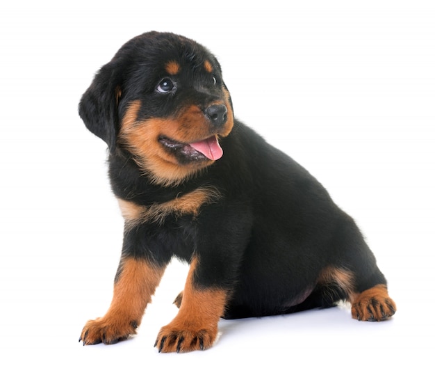 Welpe Rottweiler