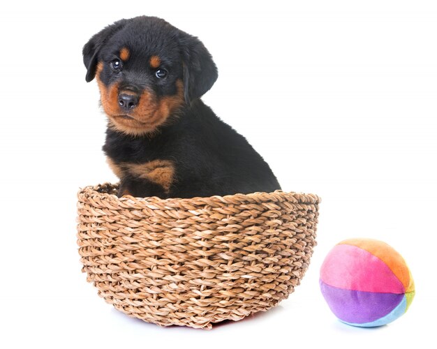 Welpe Rottweiler